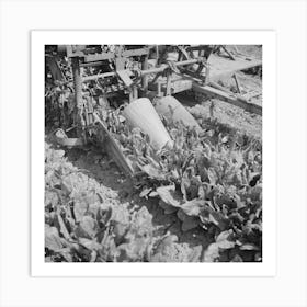 Untitled Photo, Possibly Related To San Benito County, California, Detail Of Spinach Harvester By Russell Lee Art Print