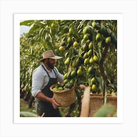 Farmer Picking Avocados In An Orchard Art Print