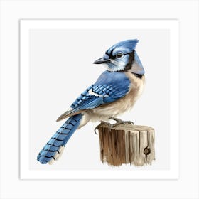 Blue Jay Art Print