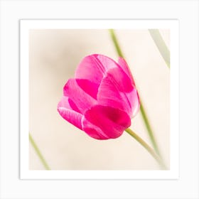 Pink Tulip Botanical Photography Art Print