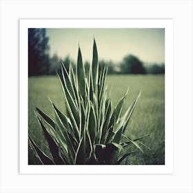 Plant In A Field Art Print