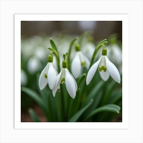 A Field Of Delicate Snowdrop Flowers Emerging In Early Spring 4 Art Print