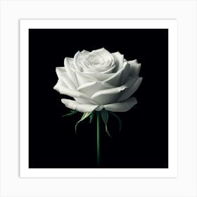 White Rose 3 Art Print