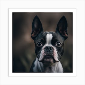 Boston Terrier 2 Art Print