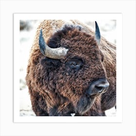 In The Presence Of Bison Art Print