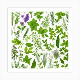 Fresh Herbs On A White Background Art Print