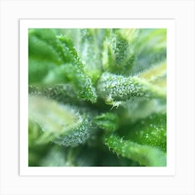 Close Up Of A Cannabis Plant Art Print