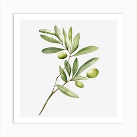 Olive Branch 2 Art Print