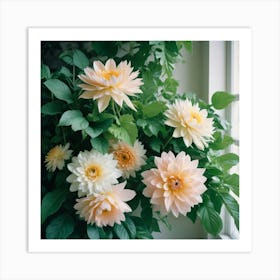 Dahlias Art Print