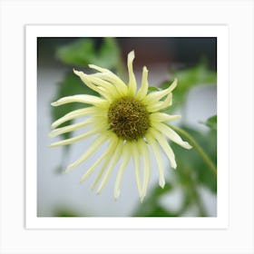  Sunflower - pale yellow Art Print