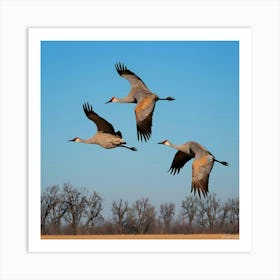 Sandhill Cranes In Flight Art Print