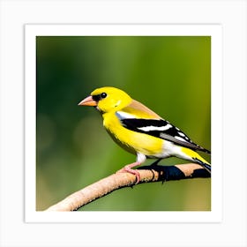 Goldfinch 19 Art Print