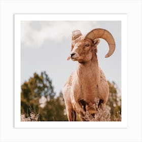 Desert Bighorn Sheep Square Art Print