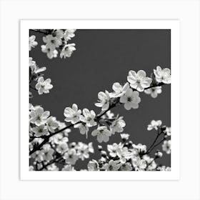 Cherry Blossoms 23 Art Print