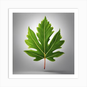 Maple Leaf 1 Art Print