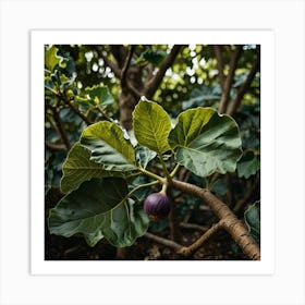 Fig Tree Art Print 2 Art Print