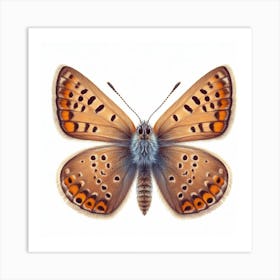 Butterfly of Thymelicus sylvestris 7 Art Print