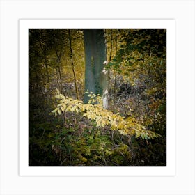 Autumn Leaves In The Woods Botanical Photography Art Print