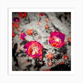 Cholla Roses Art Print