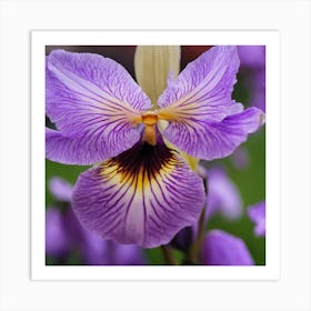 Purple Iris Art Print