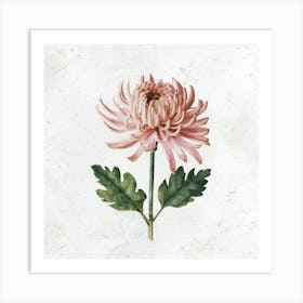 Pink Chrysanthemum Art Print