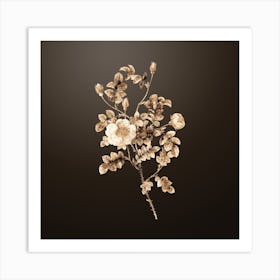 Gold Botanical Yellow Sweetbriar Rose on Chocolate Brown n.4062 Art Print