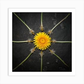 Top Down View Of Fresh Yellow Dandelions In The Art Print