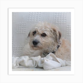 Dog Laying On A Blanket Art Print