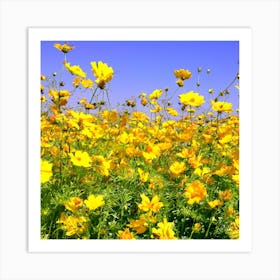 Yellow Cosmos Flowers Art Print