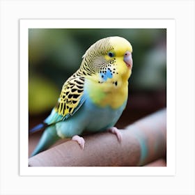 Budgie Art Print