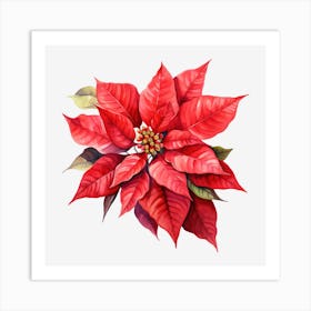 Poinsettia 6 Art Print