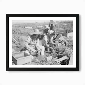 Malheur County, Oregon, Japanese American Girls Washing Celery Sprouts For Transplanting By Russell Lee Art Print