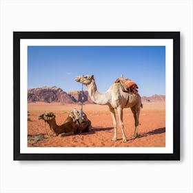 Camels In The Desert Jordan Art Print