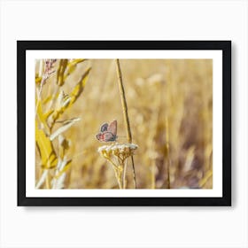 Butterfly On Dried Plant Art Print