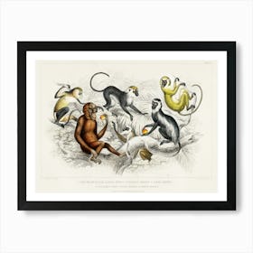 Red Orang Outang, Diana Monkey, Guereza Monket, Veried Monkey, Collared White Eyelid Monkey, And Green Monkey, Oliver Goldsmith Art Print