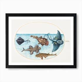 Two Stingrays, Anglerfish, Monkfish And Angel Shark (1575–1580), Joris Hoefnagel Art Print