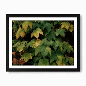 Early Fall Foliage Art Print