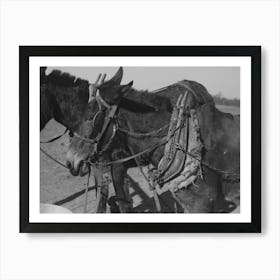 Harnessed Mules Of Pomp Hall, Tenant Farmer, Creek County, Oklahoma, See General Caption Number 23 By Russell Art Print