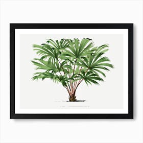 Vintage Palm Tree Illustration Art Print