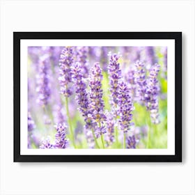 Lavender Flowers Art Print