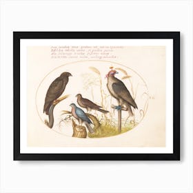 Flying And Amphibious Animals, Joris Hoefnagel (9) Art Print