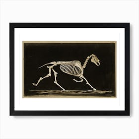 Skeleton Of A Running Horse Art Print