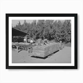 Pears Arriving From Orchard At Packing Plant, Hood River, Oregon By Russell Lee Art Print