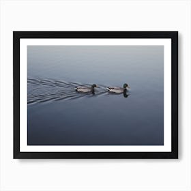 Ducks Swimming Art Print