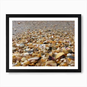 Shells On The Beach 1 Art Print