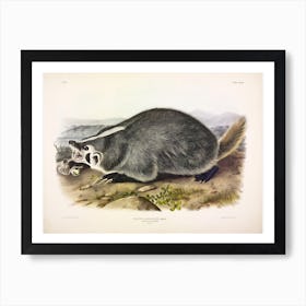 American Badger, John James Audubon Art Print