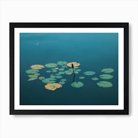 Lily Pond Art Print