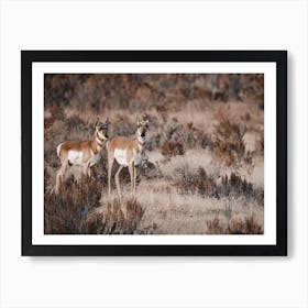 Pair Of Antelope Art Print