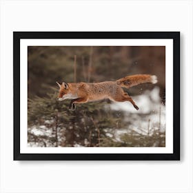 Mid Jump Red Fox Art Print