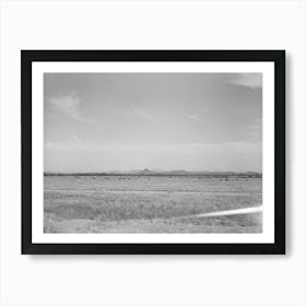 Untitled Photo, Possibly Related To Range Cattle At The Casa Grande Valley Farms,Pinal County, Arizona By Russell Art Print